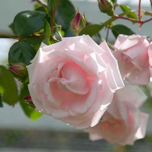 Climbing rose pink new dawn - rose, 'new