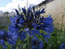 Agapanthus Blue Magic in 2