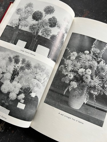 Dahlias spencer 1947 - dahlias,