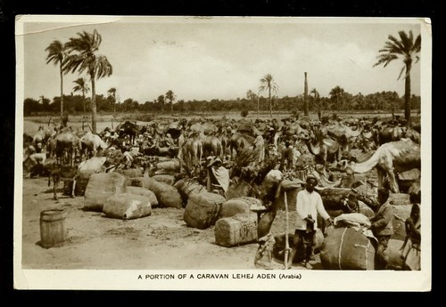 Aden lehej camel - lehej, 1933