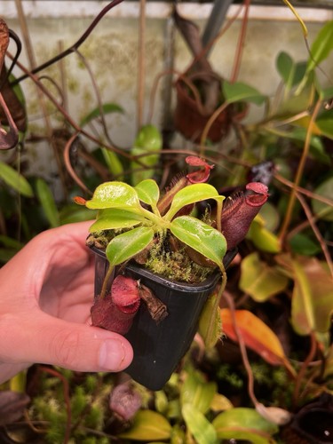 Nepenthes villosa - , x