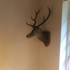 Taxidermy  Red Stag Head Mount Isle Of Skye 1975 Antlers Shield