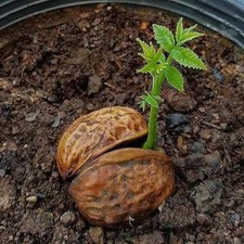 Young walnut seedlings are