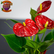 - Indoor Plants - Build Your