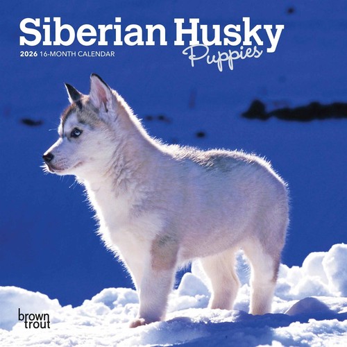Siberian husky puppies - siberian, mini