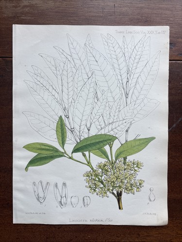 Antique linociera nilotica - ,