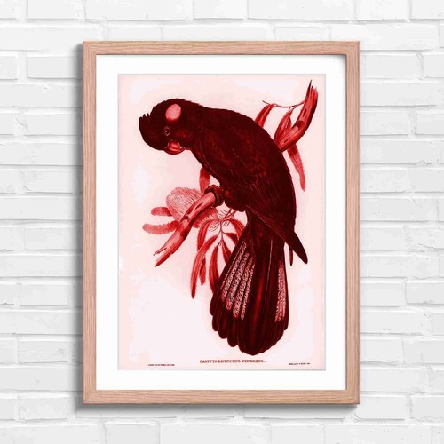Vintage black cockatoo - cockatoo, bird