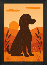 Irish Water Spaniel Dog in