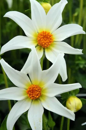 Dahlia tuber honka - dahlia,