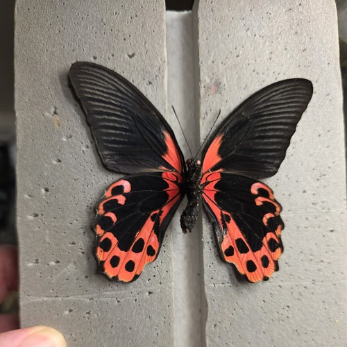 Papilio rumanzovia scarlet - papilio,
