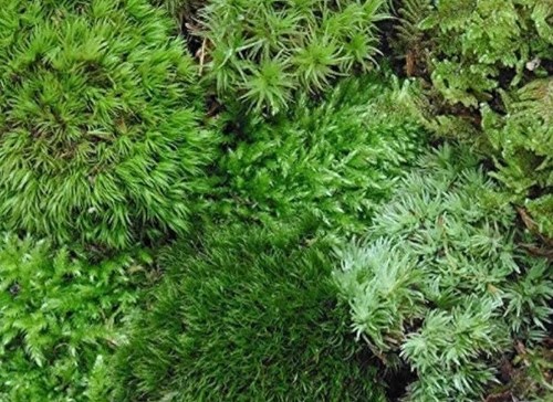 Live moss2oz sauce - live, moss(buy1get5)2oz