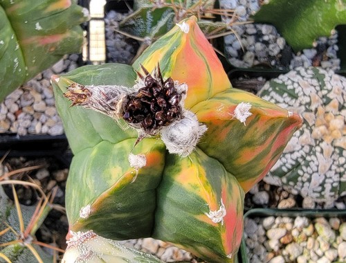 Astrophytum myriostigma