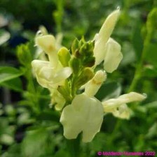 Salvia ‘Clotted Cream’ Hardy Cream Flower Green Foliage Summer Colour