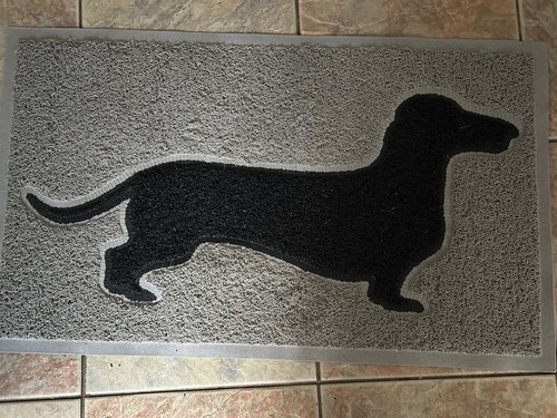 Dachshund sausage dog grey - dachshund,