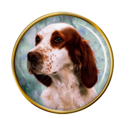 Irish red and white setter - red, dog