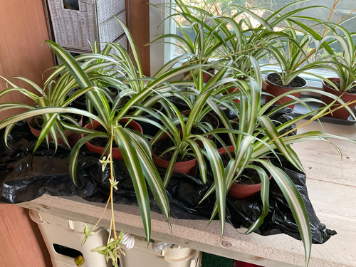 Large indoor spider - indoor, plant