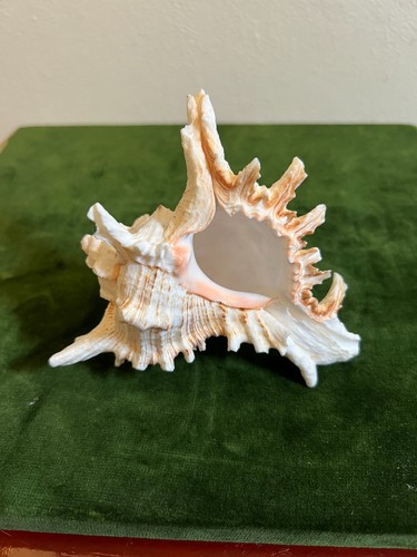 Vintage white giant ramosus - vintage,