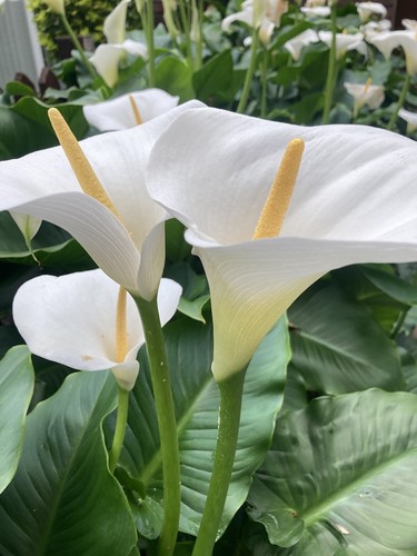 White calla lily corm - calla, (ready