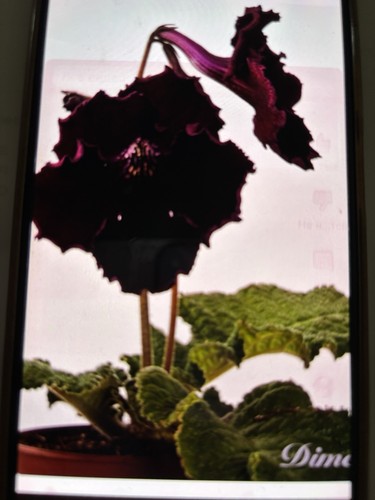 Streptocarpus africa plug - streptocarpus,