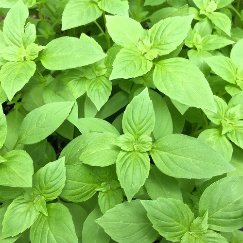 Basil lemon plant garden - basil,
