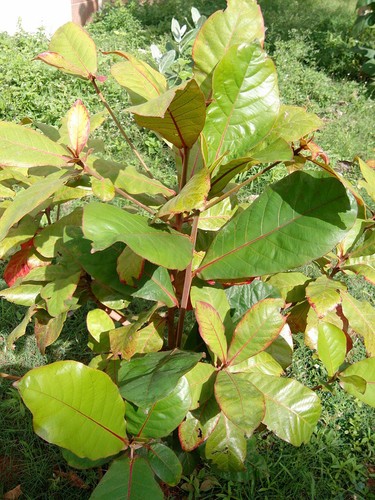 Prunus amygdalus almond - prunus,
