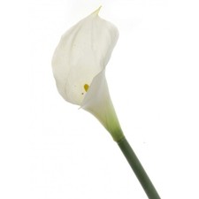 Real Touch Artificial Calla Lily x 68cm - White/Cream - Wedding Memorial Flower