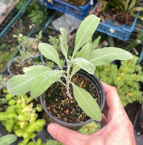 Californian white sage - , live