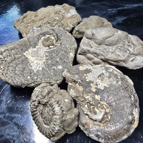 Pyrite ammonite fossils - pyrite,