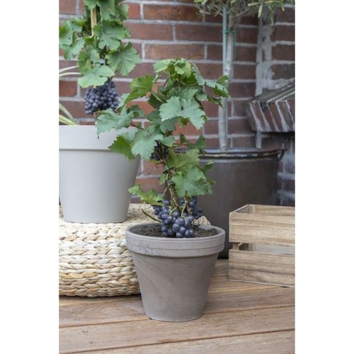 Dwarf grape vine - dwarf, –