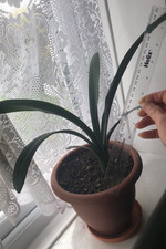 Vibrant Orange Clivia Minita -
