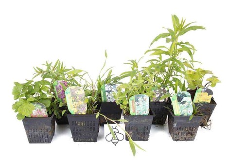 Lincolnshire pond plants - lincolnshire,