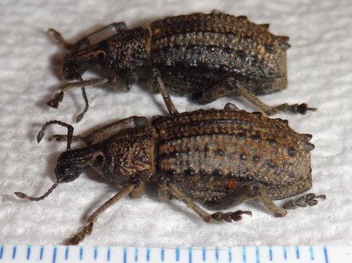 Rare curculionidae weevil - rare, 2