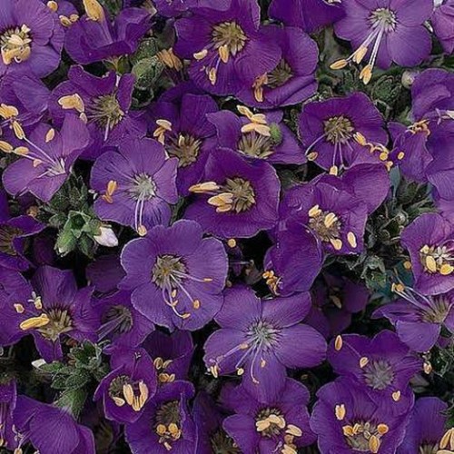 Polemonium heavenly habit - polemonium,