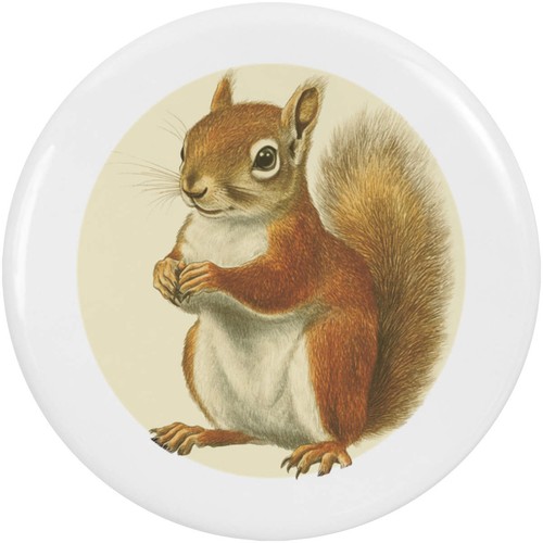Red squirrel side view - 'red,
