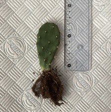 prickly pear Bare Rooted Cutting  9cm Approx