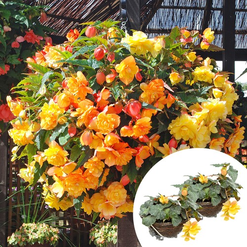 Premium pre planted begonia - premium, pre-planted