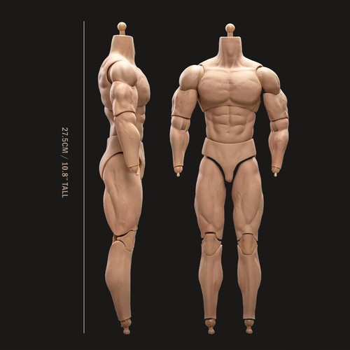 Scale bd003 muscular male - 1/6,