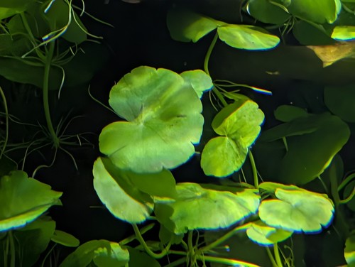 Live brazilian pennywort - live,