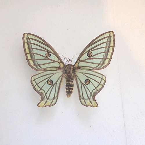 Spanish moon moth - moth, graellsia