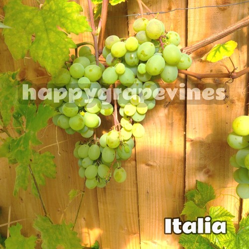 Grapevine plant black muscat - grapevine,