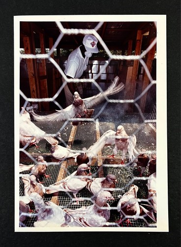 1991 rock hill pigeon - 1991,
