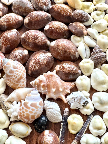 Vintage seashell lot approx - vintage,