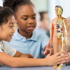 DIY Mannequin 3d Human Torso