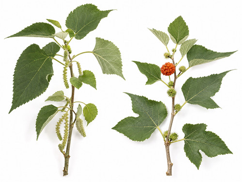 Paper mulberry tree seeds - paper,