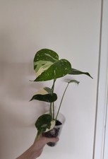 Monstera Thai Constellation -