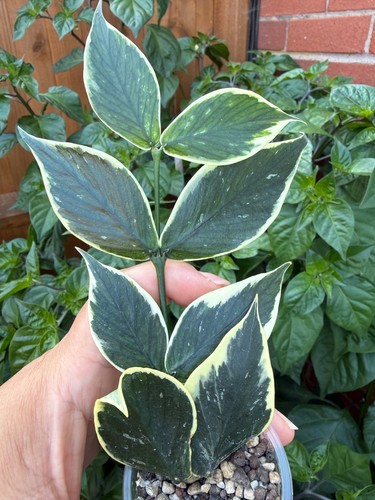 Hoya polyneura albo outer - hoya, albo/outer
