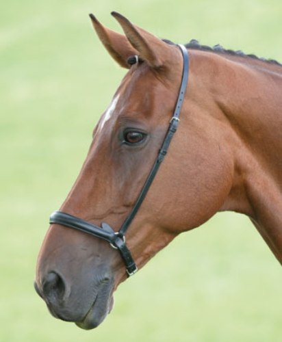 New shires blenheim leather - new,