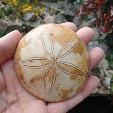 Fossil echinoid Pygurus sand
