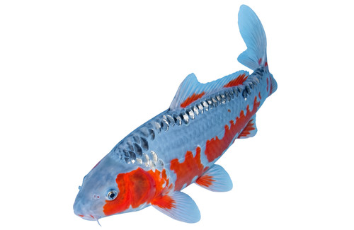 Shusui koi carp - carp, pond