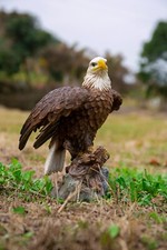 Motion Activated Singing Eagle